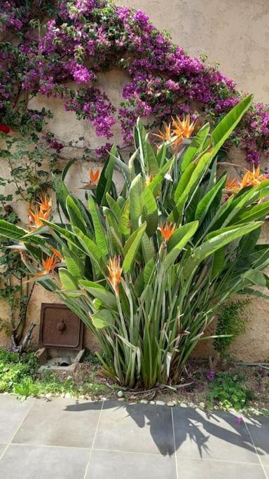 Appartement En Rez De Jardin Et Terrasse Ds Villa Hyeres Bagian luar foto